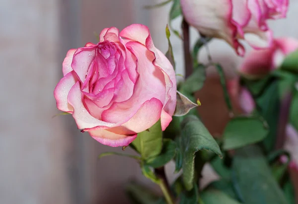 Rosa rosa con gotas de rocío —  Fotos de Stock