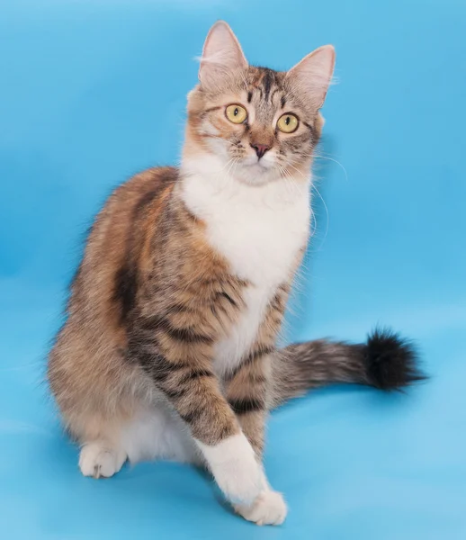 Tricolored cat sitting — Stock Photo, Image