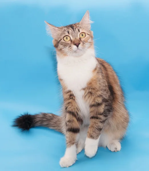 Tricolored cat sitting — Stock Photo, Image