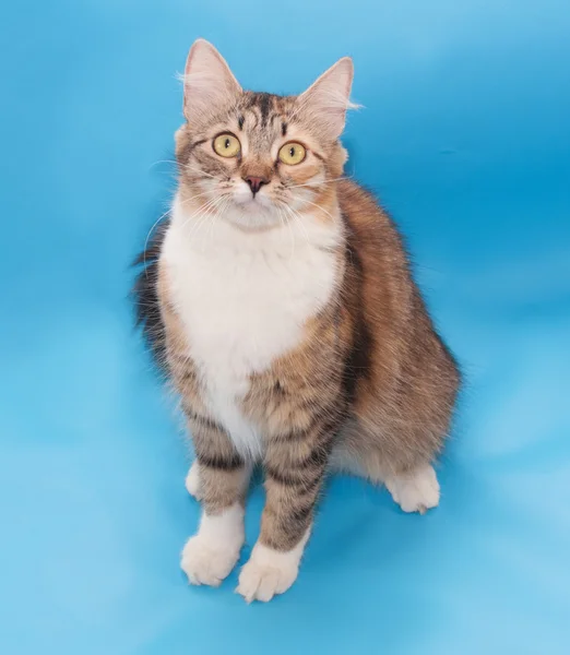 Tricolored kot siedzi — Zdjęcie stockowe