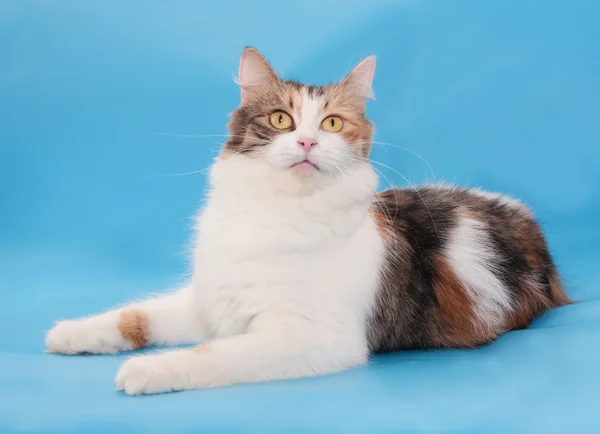 Thick white tricolor cat lies — Stock Photo, Image