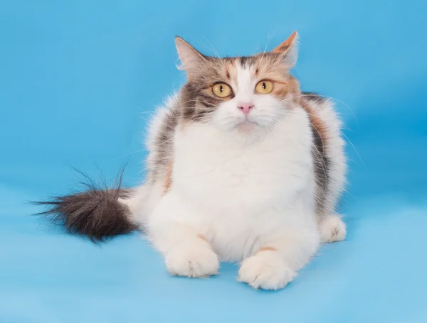 Dikke witte driekleurige kat leugens — Stockfoto