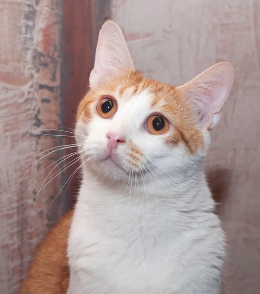 Gatto bianco e zenzero con occhi arancioni — Foto Stock