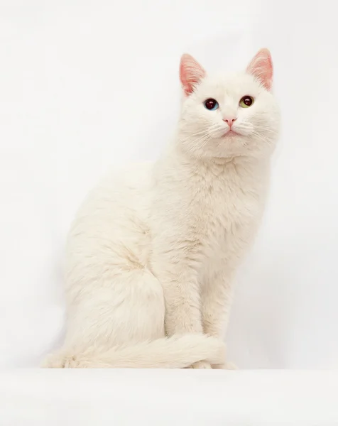 Gatto bianco con occhi di colore diverso sul grigio — Foto Stock