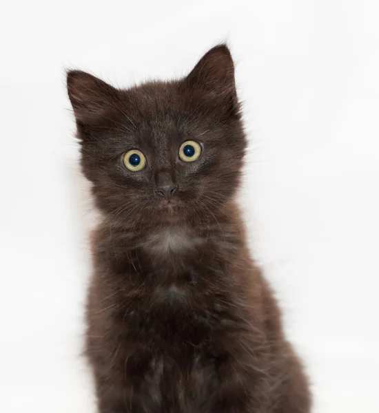 Portrait of black fluffy kitten — Stock Photo, Image