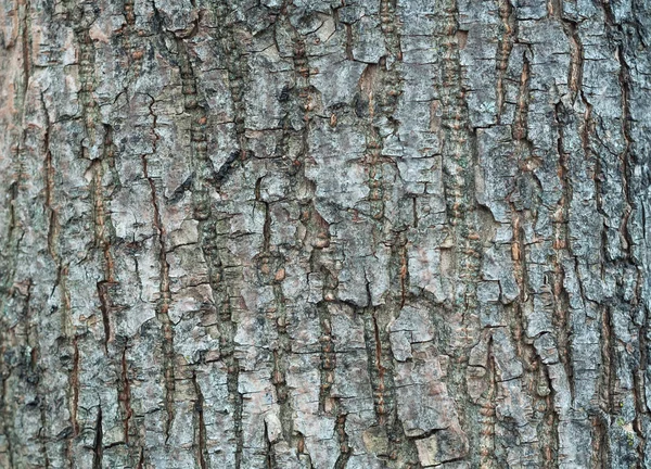 Textura de corteza de árbol —  Fotos de Stock