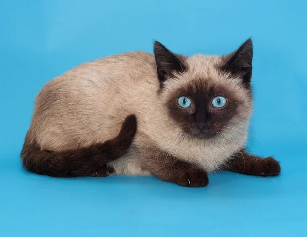 Punto di tenuta gattino siamese con gli occhi azzurri — Foto Stock