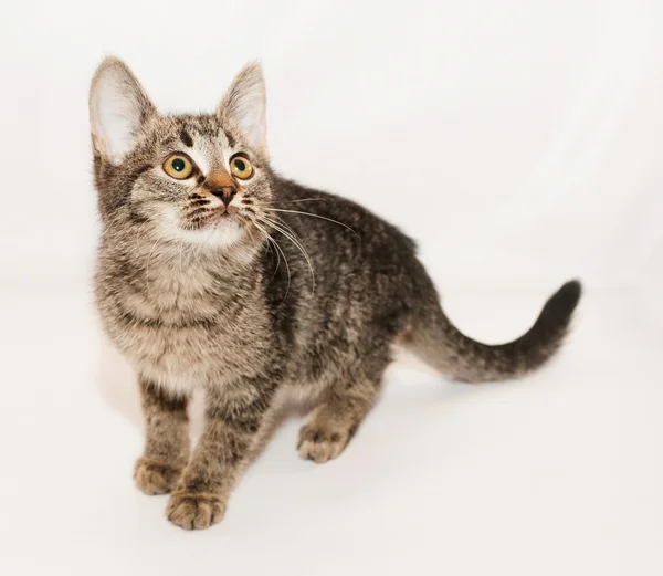 Sarı gözlü Tabby yavru kedi — Stok fotoğraf