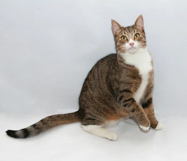 Gato tabby con ojos amarillos tumbado en silencio — Foto de Stock