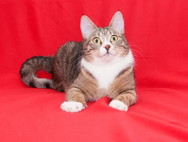 Tabby cat with yellow eyes lying quietly — Stock Photo, Image