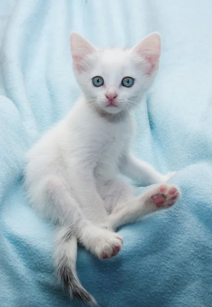 Fluffy little white kitten sitting on blue — Stock Photo, Image