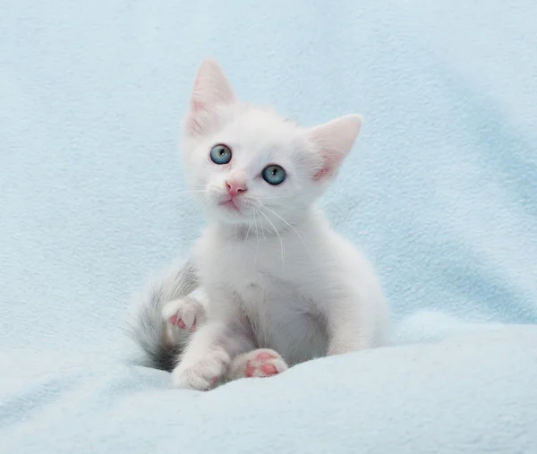 Pluizige kleine witte kitten zittend op blauw — Stockfoto