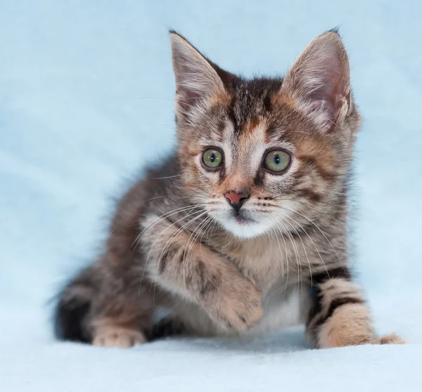 Fluffy poco tricolor gatito sentado en azul — Foto de Stock