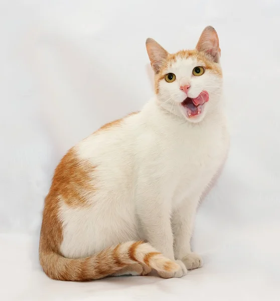 Gatto bianco con macchie rosse che sporgono la lingua — Foto Stock