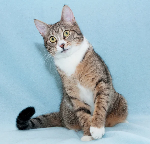 Gato de rayas sentado en azul —  Fotos de Stock