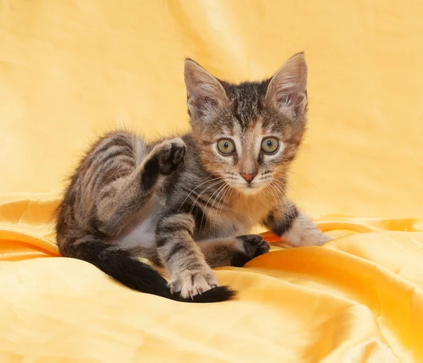 Fluffy poco tricolor gatito sentado en amarillo —  Fotos de Stock