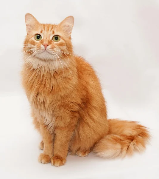 Gato peludo rojo con ojos verdes sentados en gris — Foto de Stock