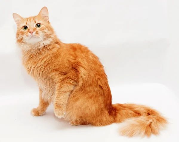 Gato peludo rojo con ojos verdes sentados en gris — Foto de Stock