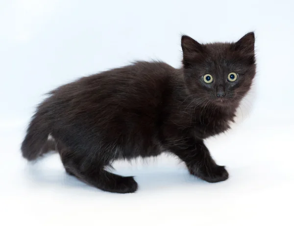 Mały czarny długowłosy kotek na szarym tle — Zdjęcie stockowe