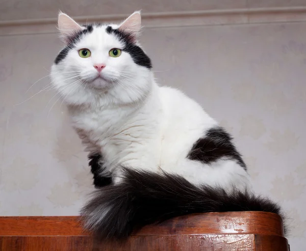 Velké, chlupaté bílá kočka s černými skvrnami, sedící — Stock fotografie