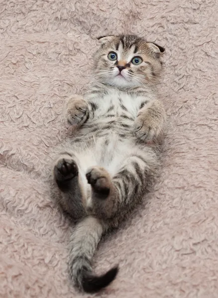 작은 얼룩 무늬가 있는 고양이 스코티시 폴드 — 스톡 사진
