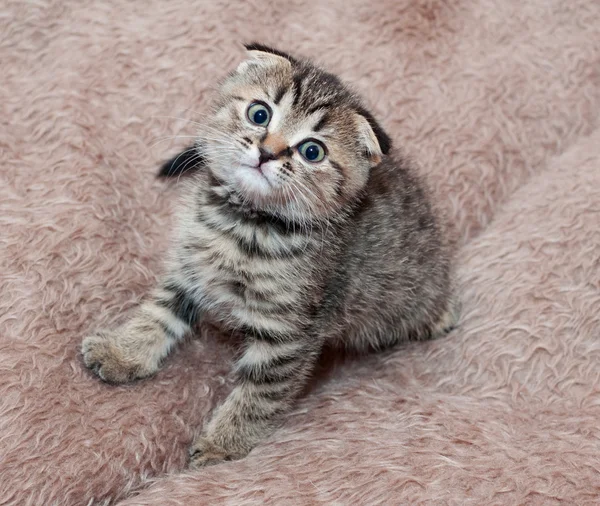 Σκωτσέζος διπλώνω μικρό τιγρέ γατάκι — Φωτογραφία Αρχείου