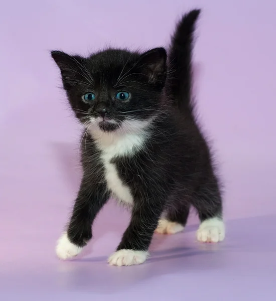 Black and white fluffy kitten on purple — Stock Photo, Image