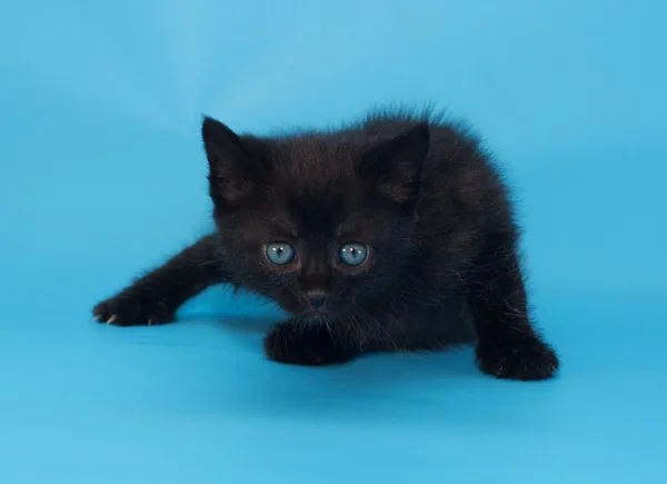 Vyděšená černé nadýchané kotě na modré — Stock fotografie