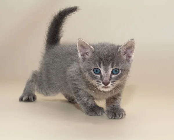 Små fluffiga tabby kattunge med blå ögon på gula — Stockfoto