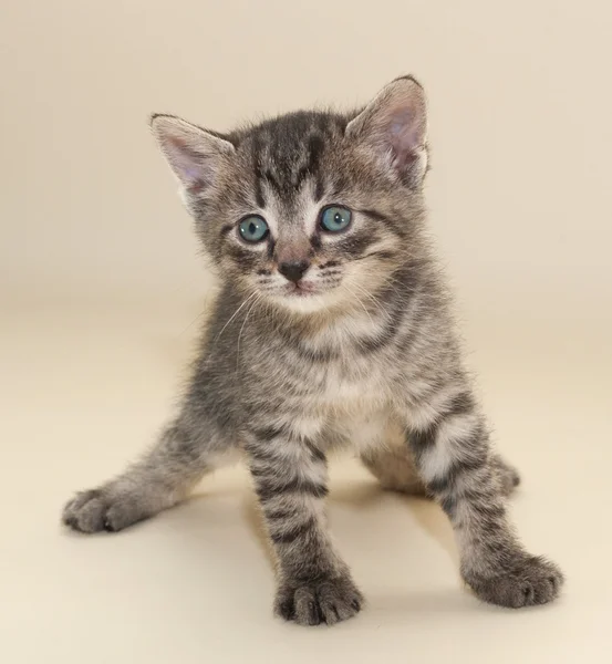 Kleine pluizig tabby kitten met blauwe ogen op geel — Stockfoto