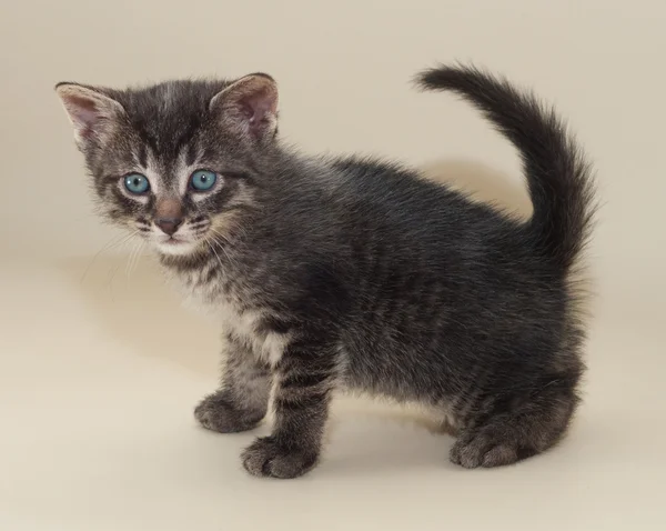 Små fluffiga tabby kattunge med blå ögon på gula — Stockfoto