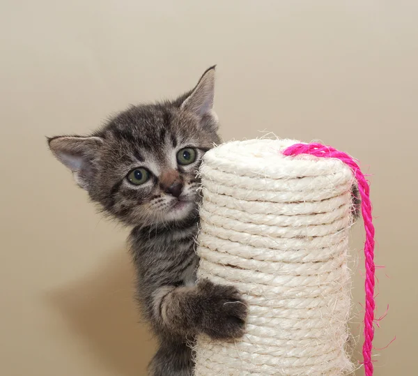 Small fluffy tabby kitten on column — Stock Photo, Image