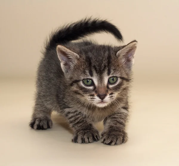 Small fluffy tabby kitten with green eyes sneaks up — Stock Photo, Image