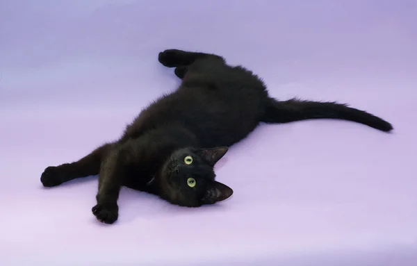紫の上に横たわる黄色目黒い猫 — ストック写真