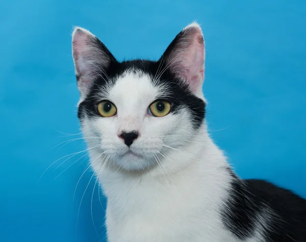 Porträtt av vit katt med svarta fläckar på blå — Stockfoto