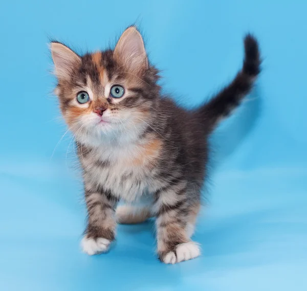 Gatito tricolor de pie sobre azul — Foto de Stock