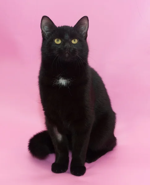 Gato negro sentado en rosa — Foto de Stock