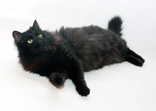 Czarne puszyste kot leży na szaro — Zdjęcie stockowe