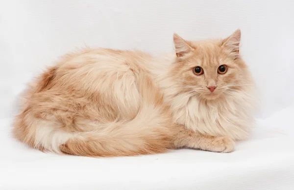 Пушистый кот с оранжевыми глазами лежит на сером — стоковое фото