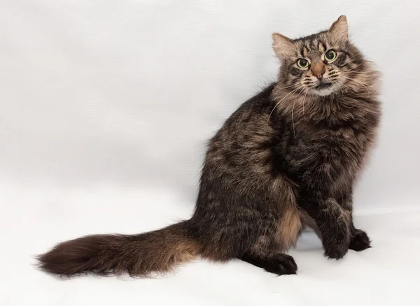 Striped fluffy Siberian cat sitting on gray — Stock Photo, Image