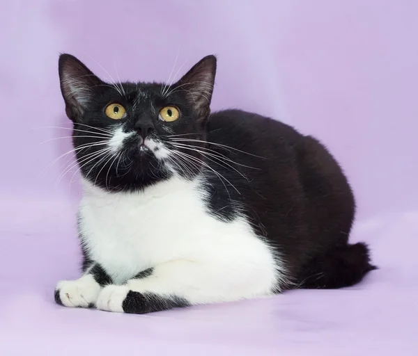 Gato blanco y negro con ojos amarillos acostados sobre púrpura — Foto de Stock