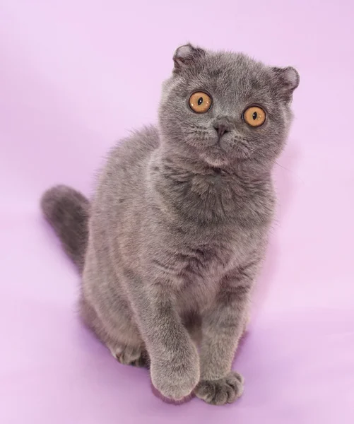 Schottisches Faltkätzchen sitzt auf Flieder — Stockfoto