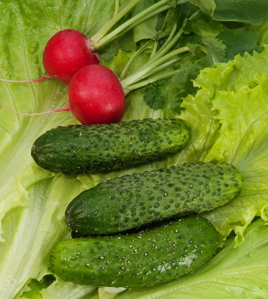 Radieschen, Gurken und Blattsalat — Stockfoto