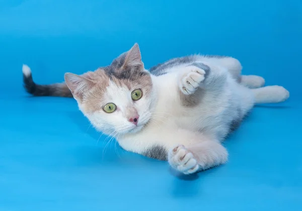 White spotted cat fell on blue — Stock Photo, Image