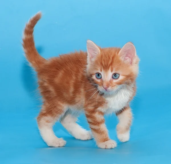 Red fluffy kitten standing on blue — Stock Photo, Image