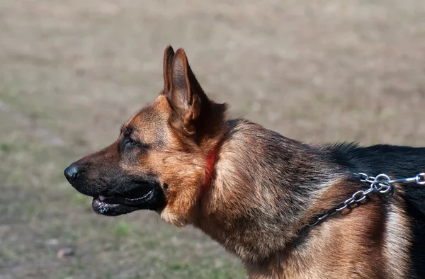 Portrait of German Shepherd — Stock Photo, Image