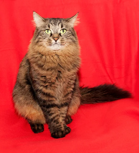 Striped fluffy Siberian cat with green eyes sitting on red — Stock Photo, Image