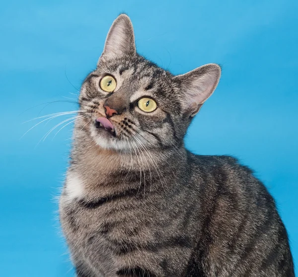 Tabby cat with yellow eyes on blue — Stock Photo, Image