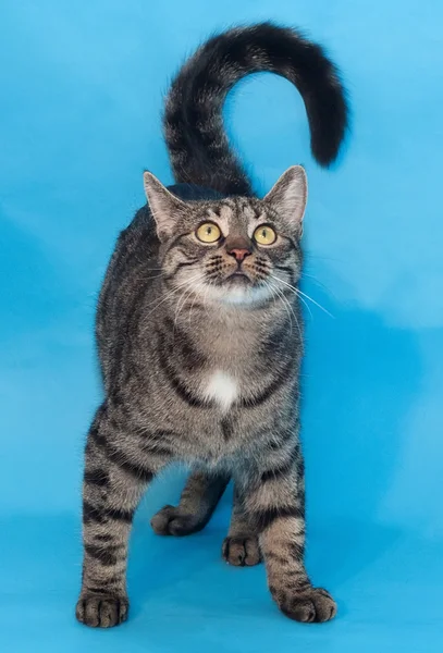 Mourovatá kočka s žlutýma očima, stojící na modré — Stock fotografie