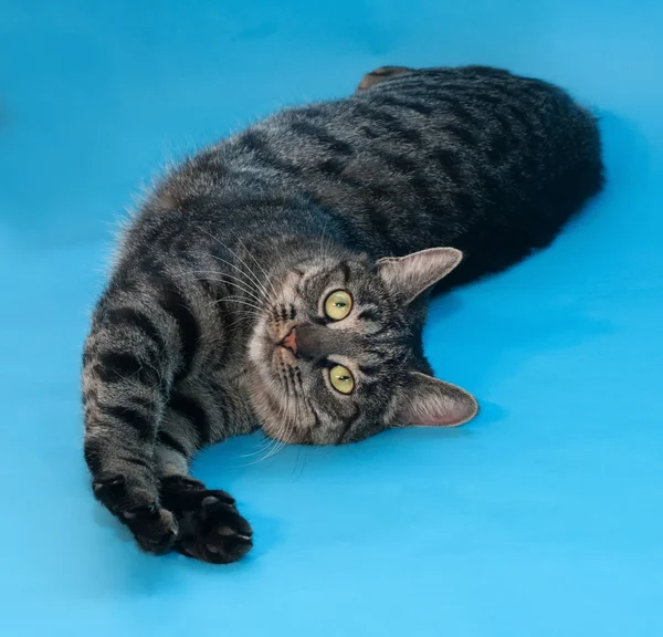 Tabby cat with yellow eyes lying on blue — Stock Photo, Image